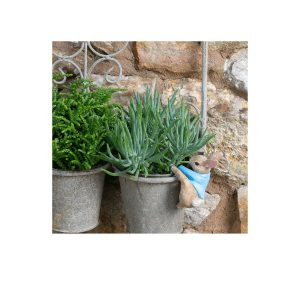 Peter Rabbit Climbing Plant Pot Buddy
